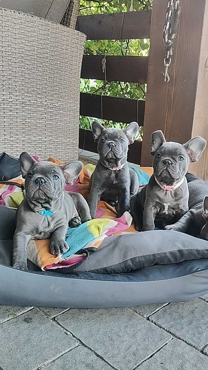 Buldog francuski BLUE piesek niebieski szczeniak suczka suka BEZ PRĘG!
