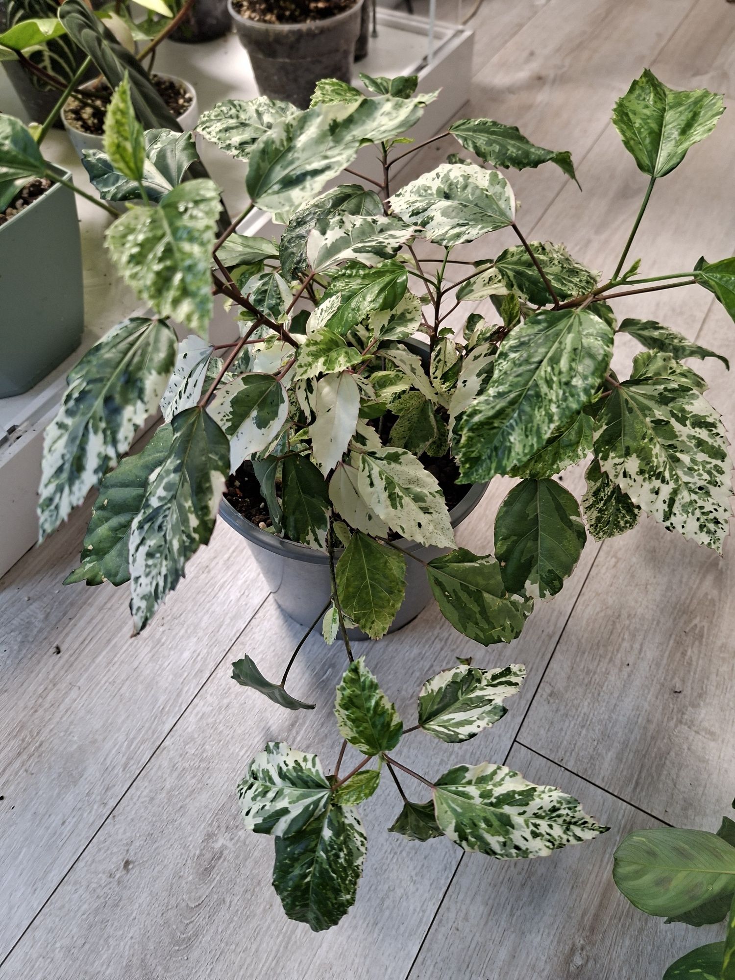 Hibiscus Rosa Sinensis Veriegata