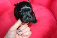 Mini piesek Yorkshire Terrier Black