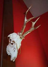 Złote Poroże rogi z czaszką sarna jeleń goth wiking