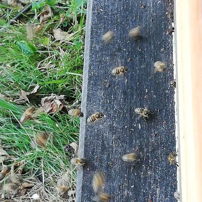 Mel urze "vila Real"