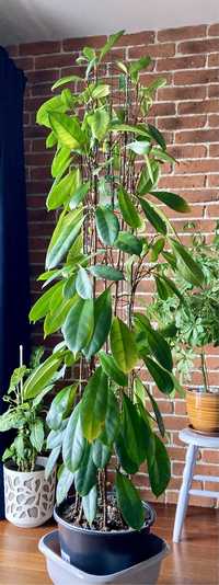 Ficus cyathistipula 160 cm