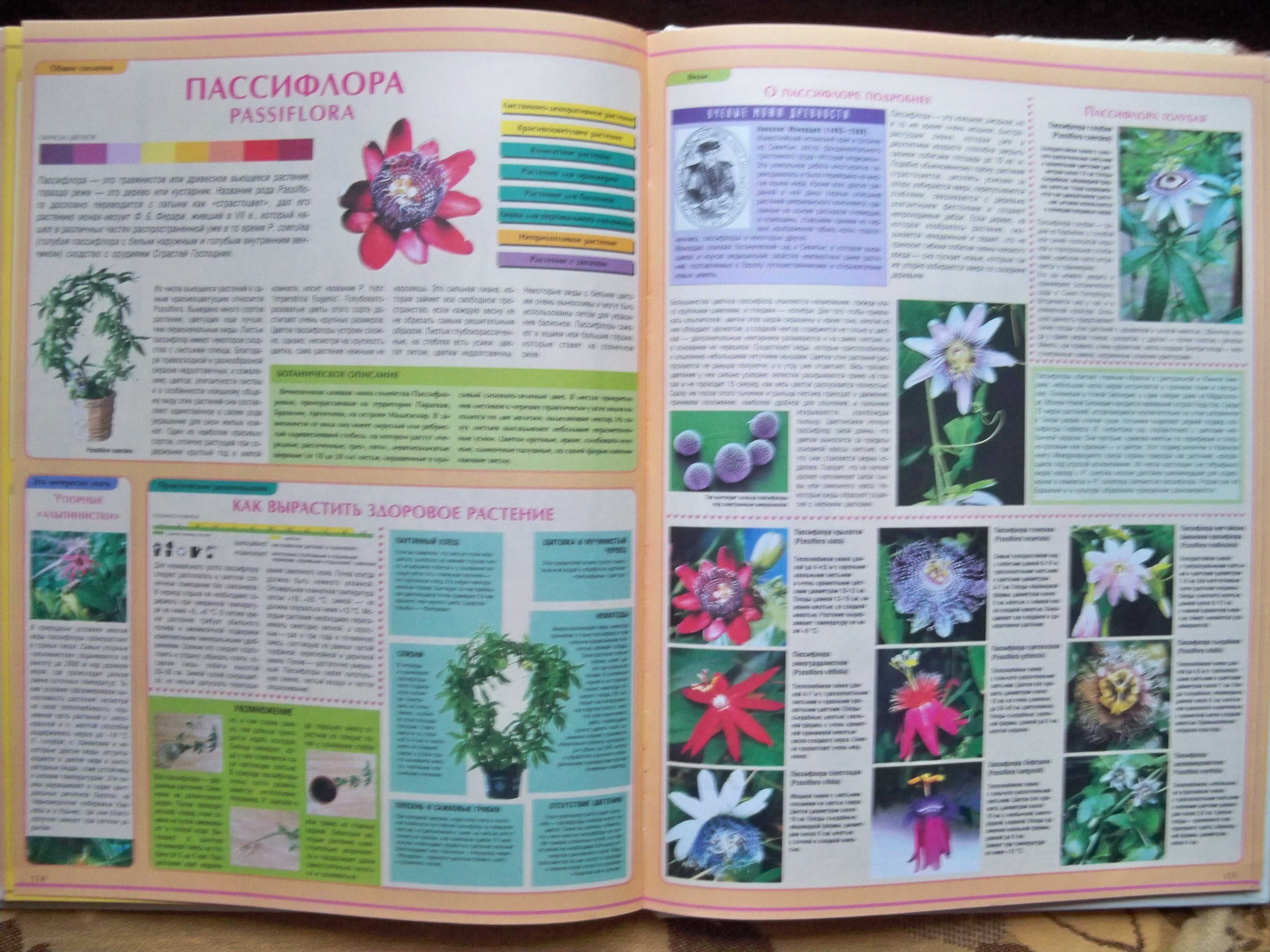 Самые популярные комнатные растения новейшая энциклопедия