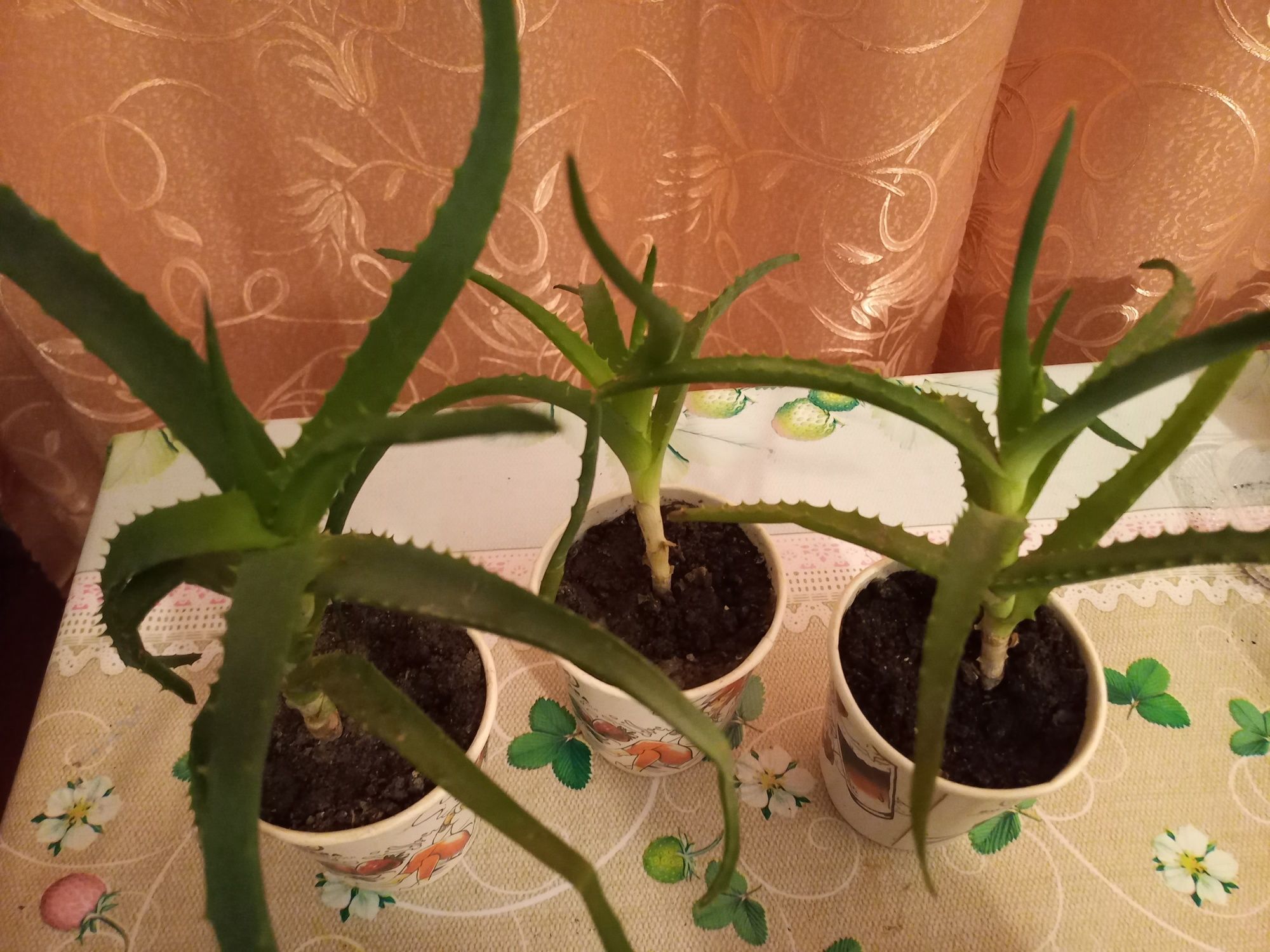 Продам вазончики алое
