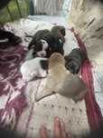 Cachorros para doar