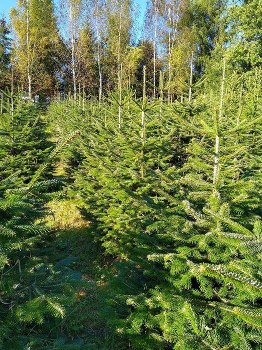 Jodła kaukaska oraz gałęzie