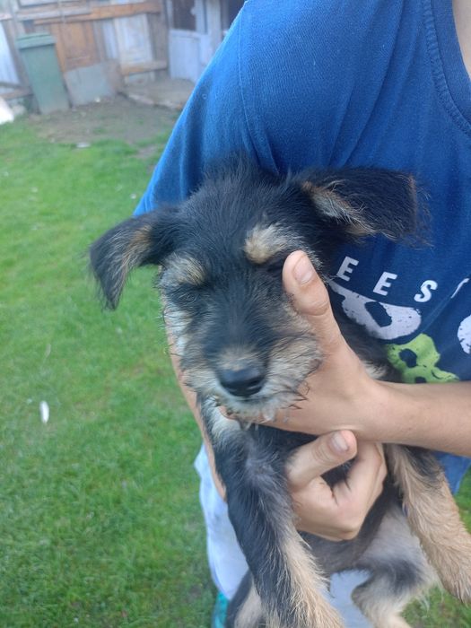 Pieski do adopcji lub do oddania