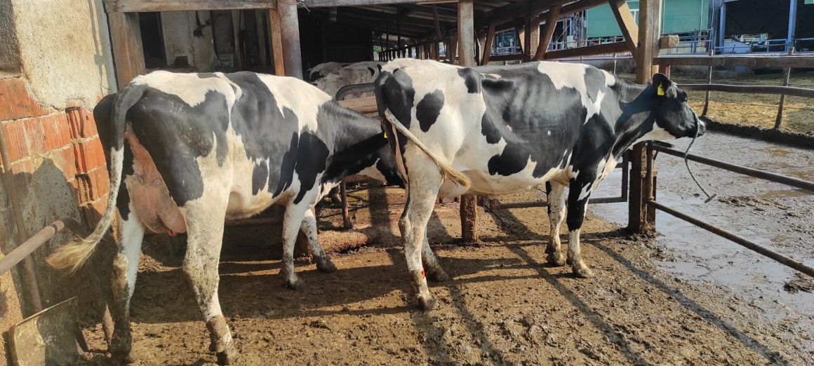 Krowy pierwiastki mleczne jałówki cielne HF  Dania