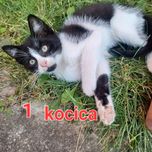Oddam 4 czarno- białe kotki