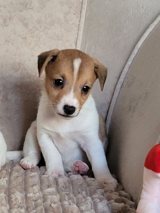 Jack Russell Terrier