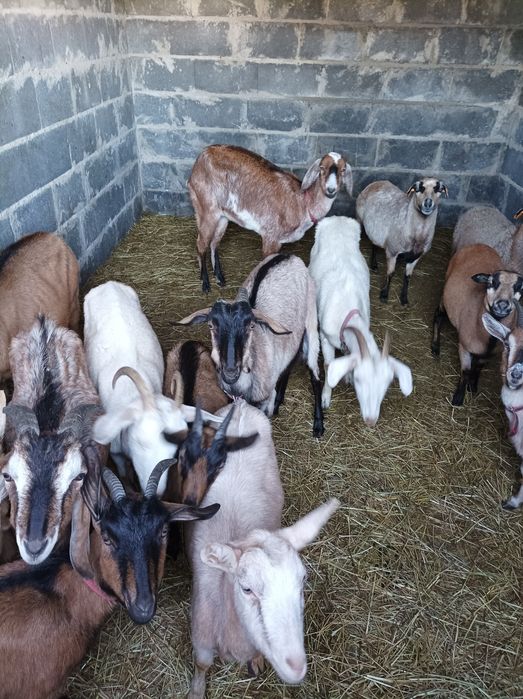 Sprzedam kozy i owce