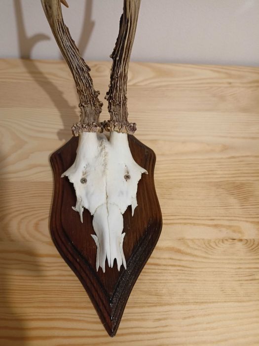 Poroże jelonka z deską