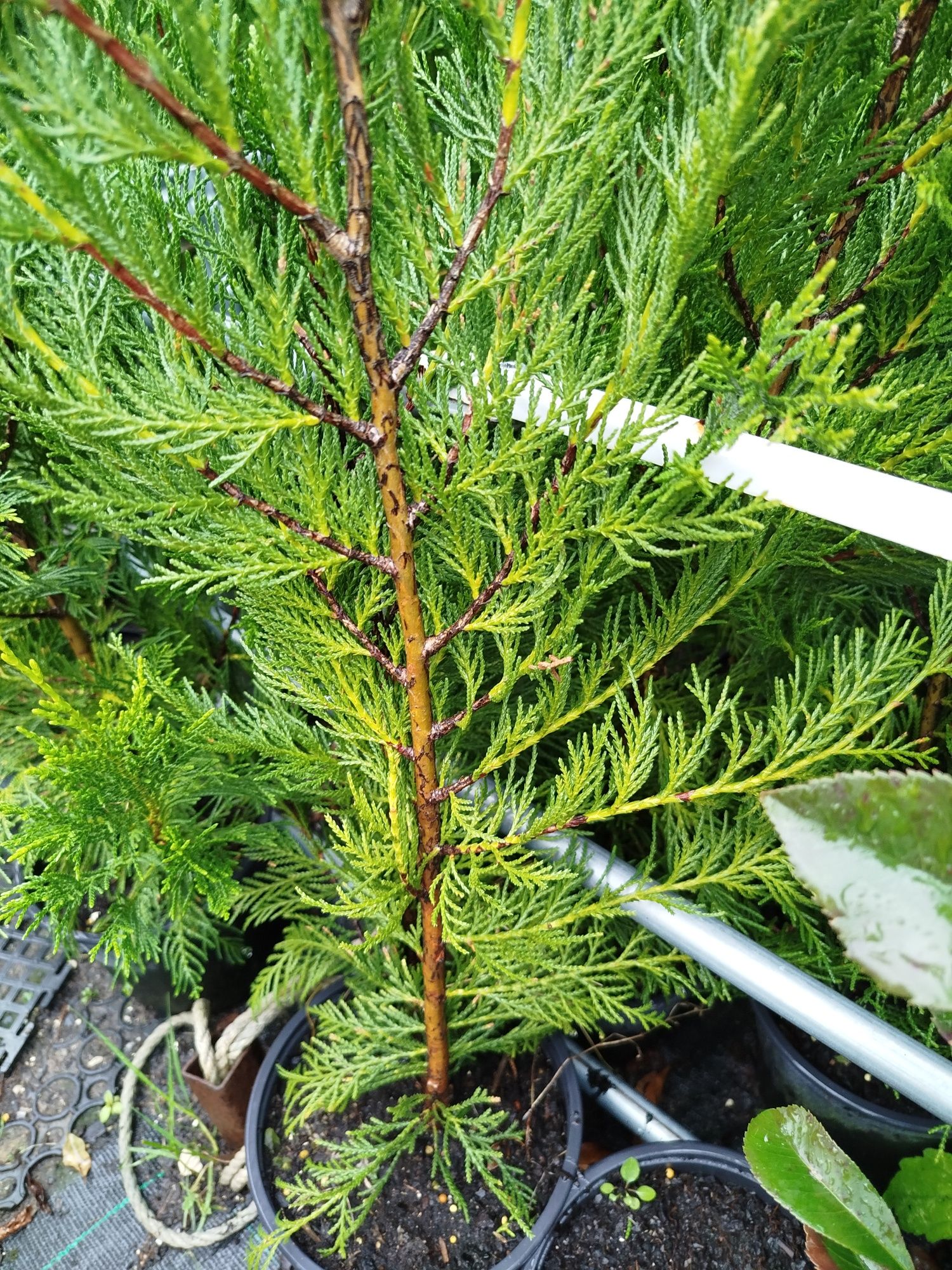 Cupressus leylandes
