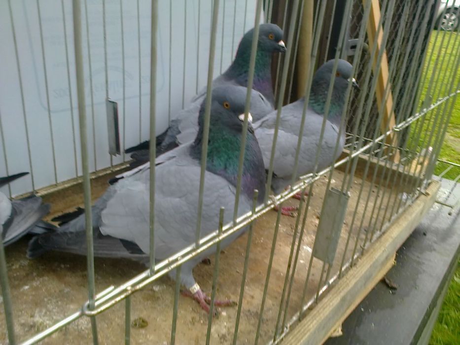 Gołębie Polne Beneszowskie