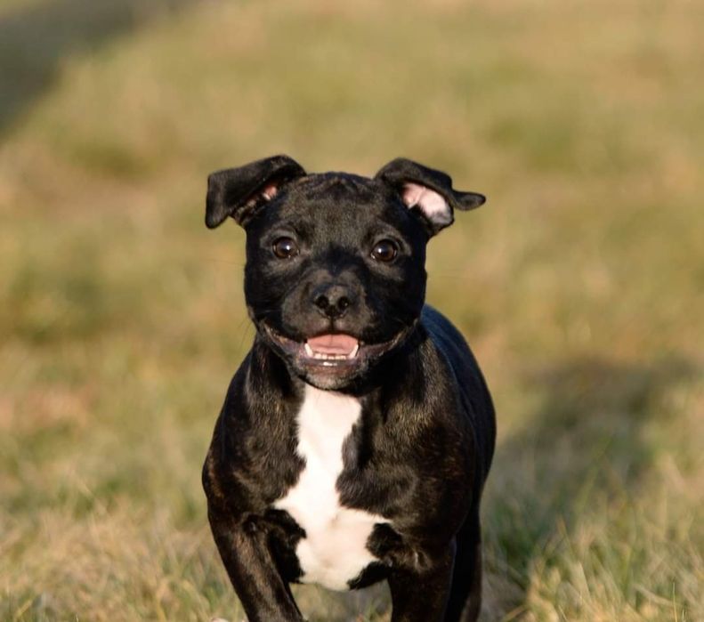 Staffordshire Bull Terrier, staffik, staffik, FCI /Zkwp