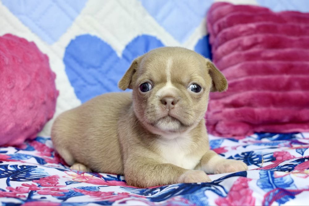 Chihuahua śliczny maluszek isabel