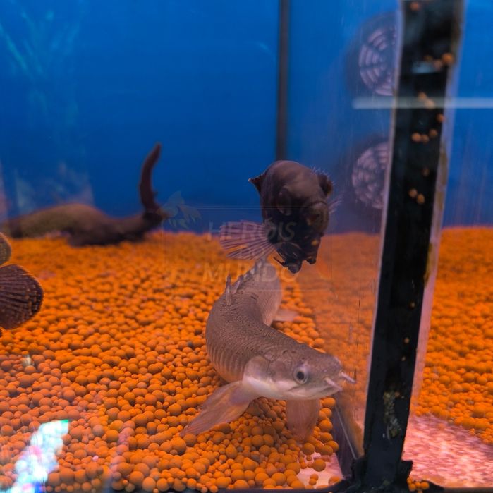 Polypterus Senegalus 20/25cm