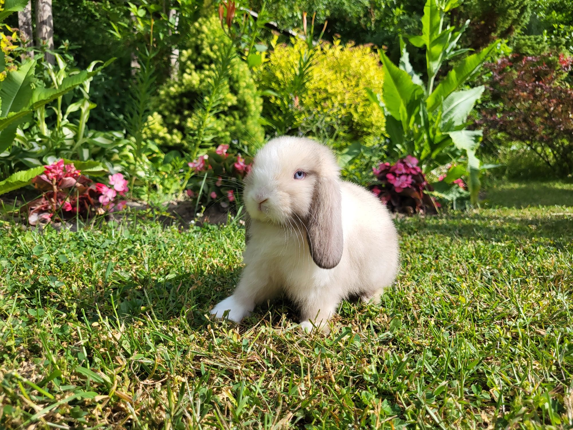 Piękne króliczki Mini Lop. Króliczek miniaturka. Badania, szczepienia