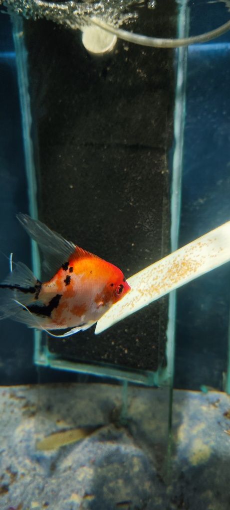 Skalary koi Red devil