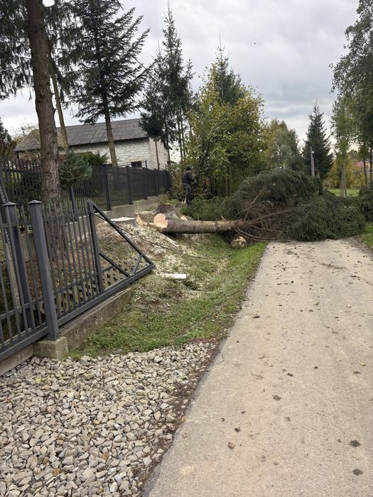 Wycinka drzew na wysokości