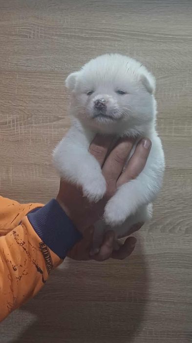 Akita Inu. Szczeniaki