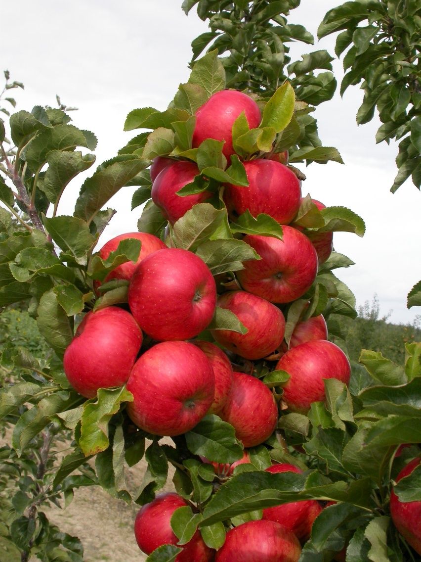 Jabłonie Bezparchowe Sprzedam