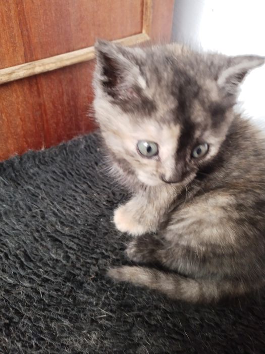 Кошенята в добрі руки