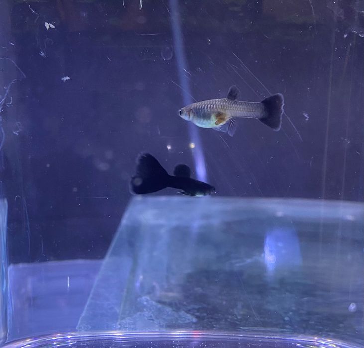 Gupik Moskiewski Czarny