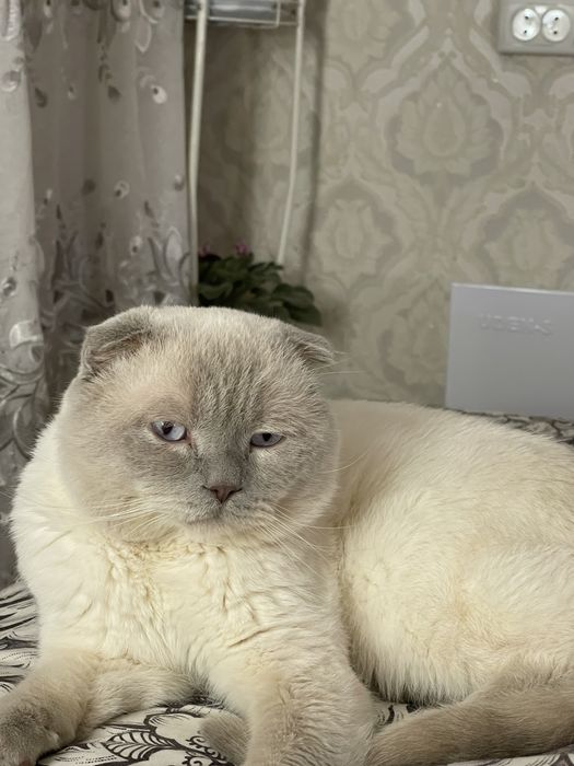 Вислоухий шотландец .