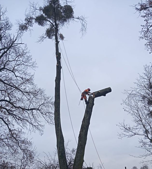 Wycinka drzew metodą alpinistyczną, czyszczenie działek