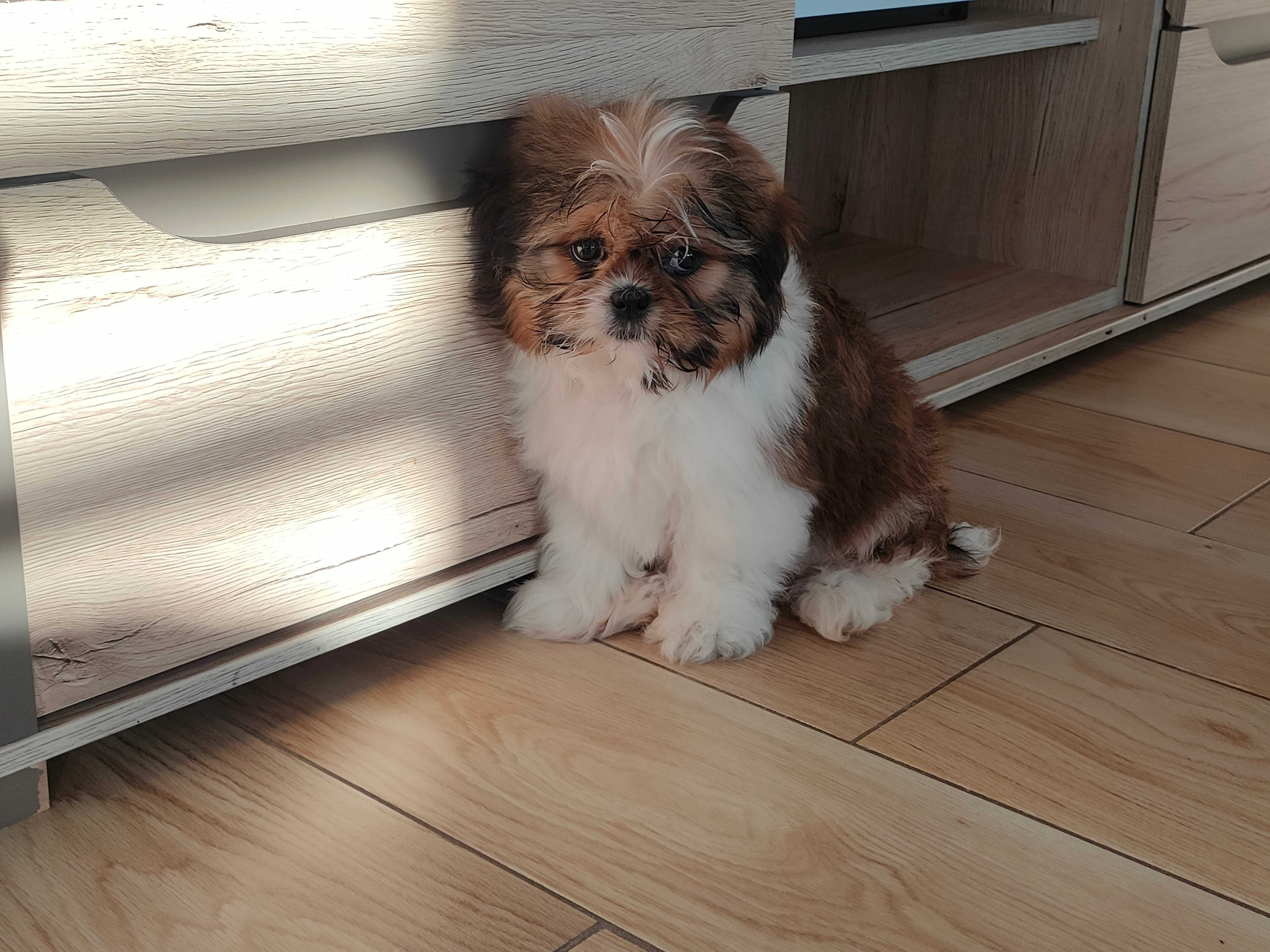 Śliczny shih tzu szuka kochającego domu