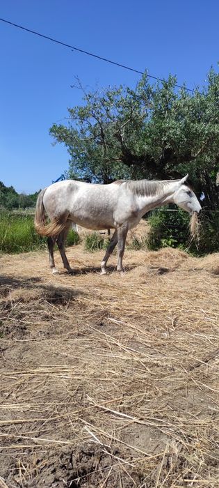 Égua PSL Veiga letra Q montada