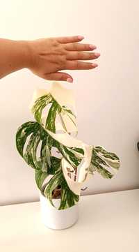 Monstera Variegata marmurkowa, 4 liście