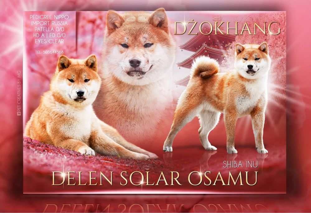 Shiba inu reproduktor