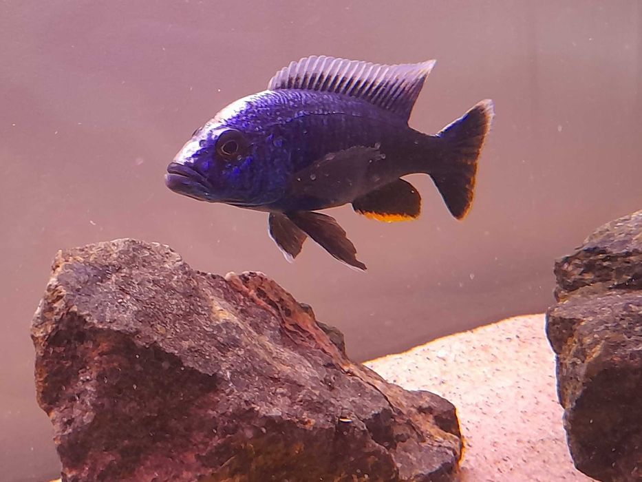 Pyszczaki Sciaenochromis Fryeri Pyszczak lazurowy