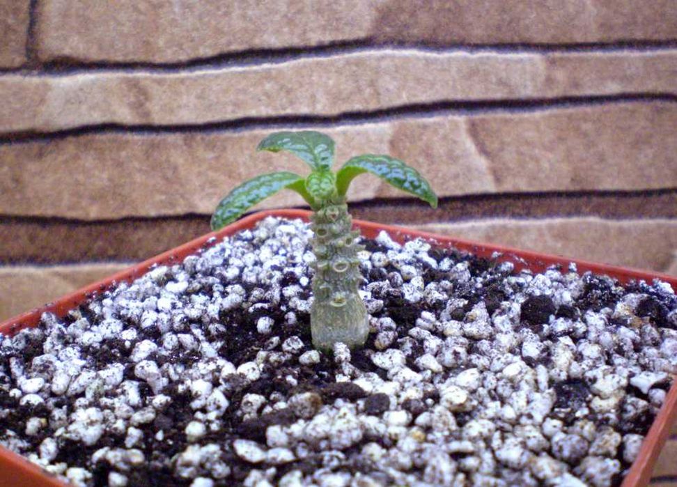 Каудексні рослини – Дорстенія. Дорстения. Dorstenia