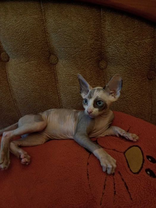 Продаються дуже гарні кошенята - канадські сфінкси .