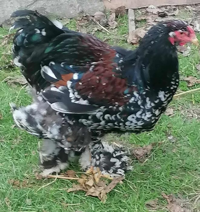 Brahma olbrzymia