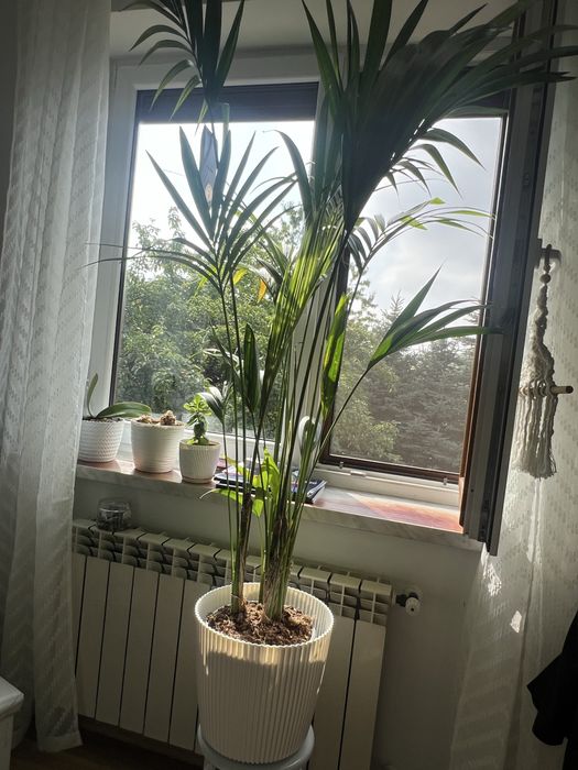 Sprzedam kwiatka palma kentia 100zł
