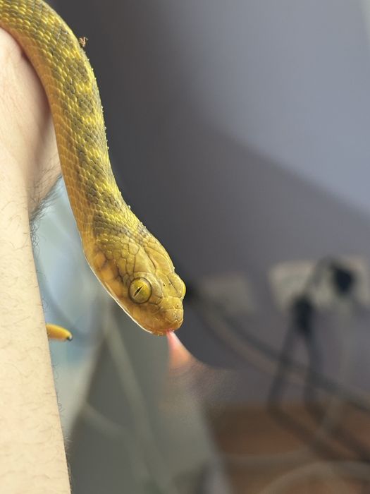 Madagascarophis meridionalis wąż