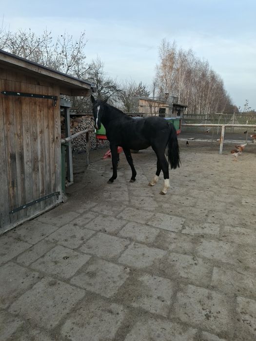 Konie Śląskie klacz