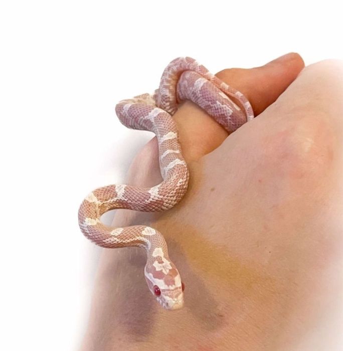 Waz zbozowy, smugowy, snow z wyprawka