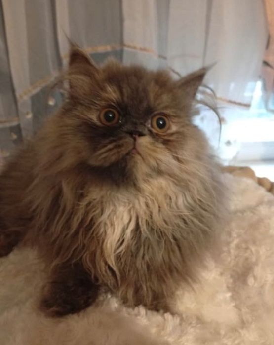 Sprzedam kotkę perską z własnej hodowli domowej SMERFOWY RAJ