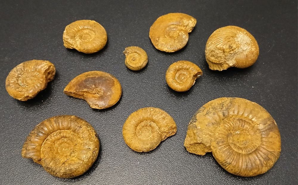 Zestaw amonitów jurajskich. Wyprzedaż kolekcji.