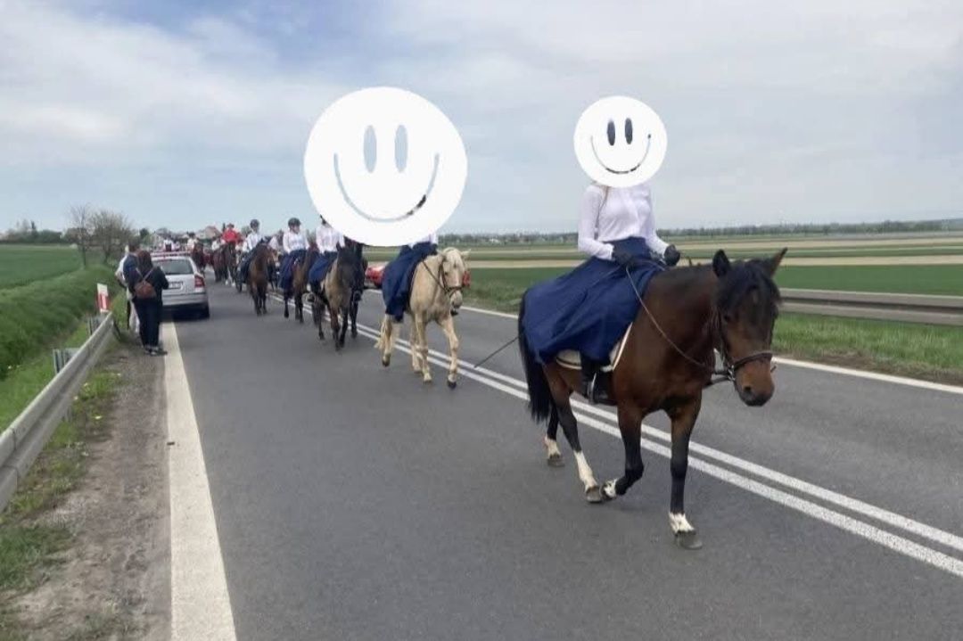 Hucuł. Klacz huculska, zajeżdżona. 2018r.