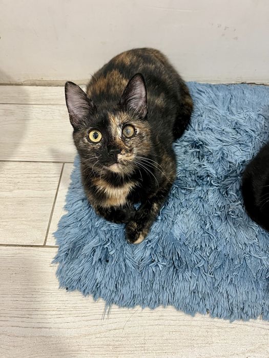 Эмбер привита 5 мес стерилизована