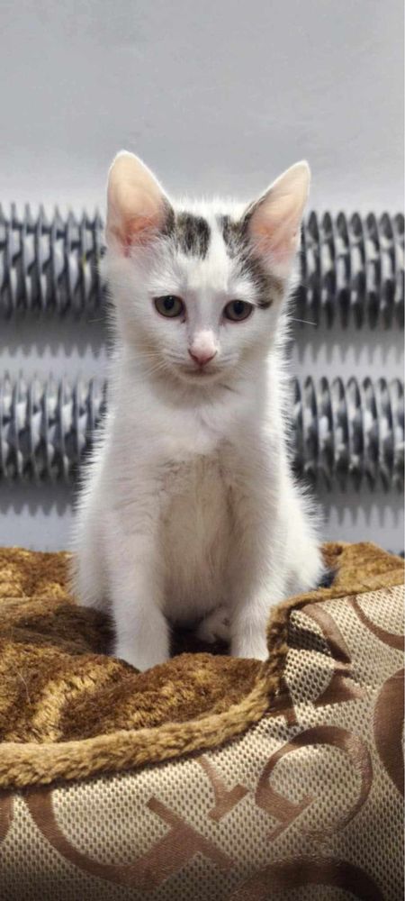Male kotki do adopcji