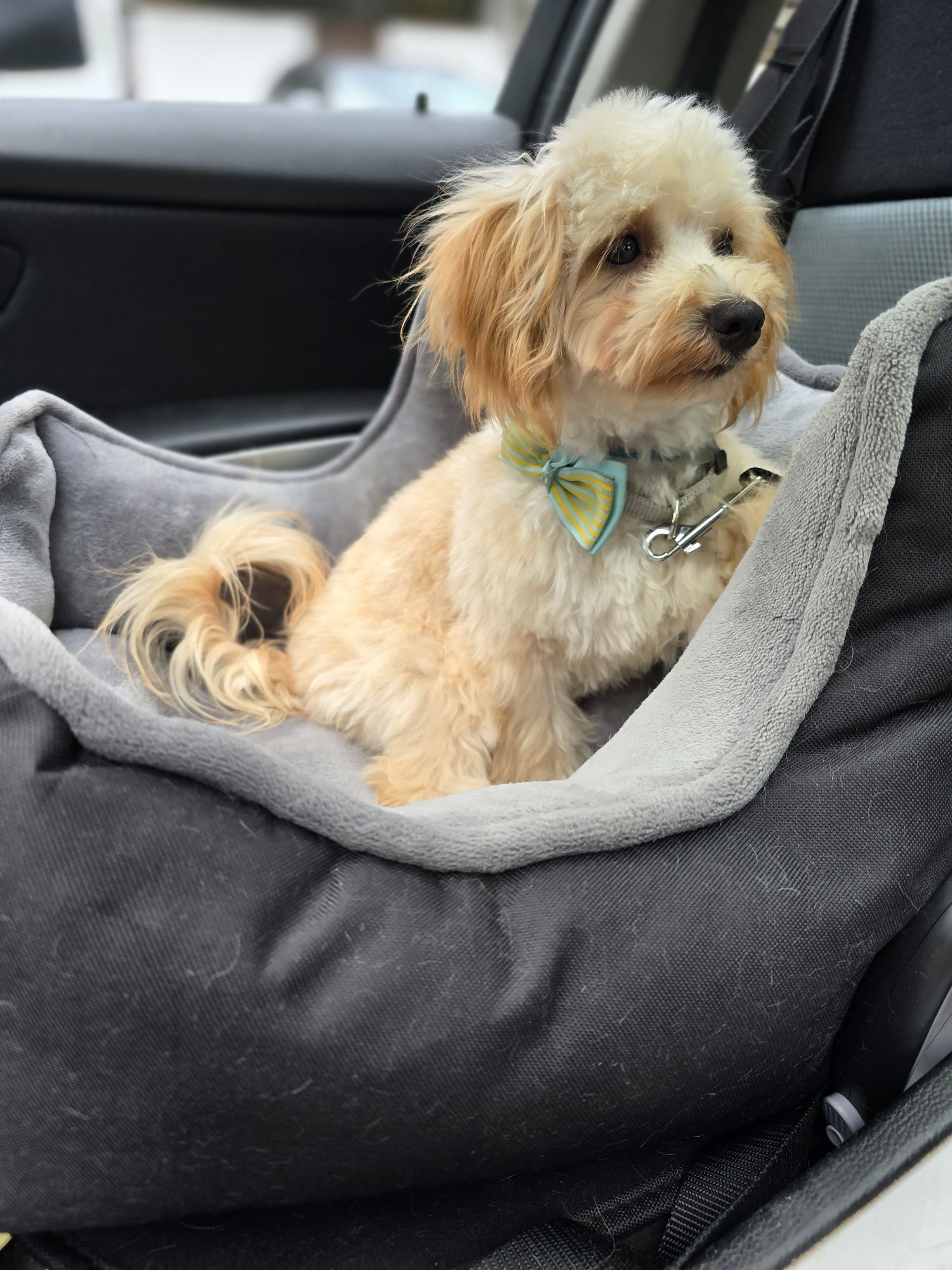 Maltipoo / chłopiec