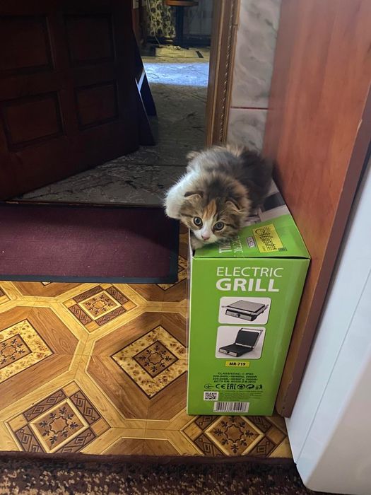 Шотландська довго шерста (пишіт у вайбер!!)