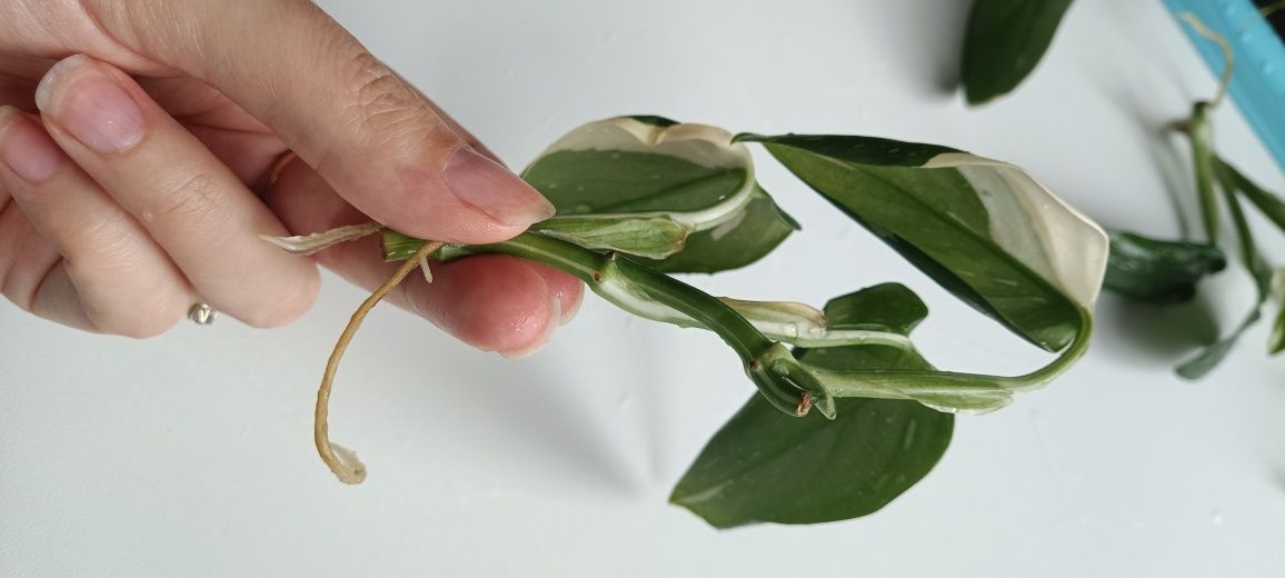 Monstera standleyana